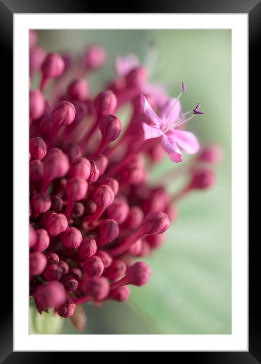  Clerodendrum bungei Framed Mounted Print by Andrew Kearton