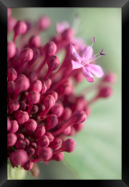  Clerodendrum bungei Framed Print by Andrew Kearton
