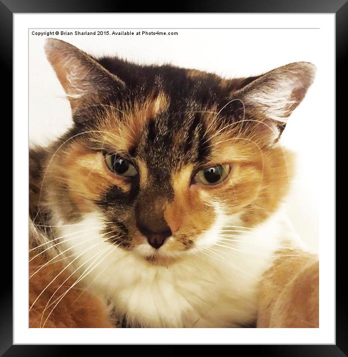  Portrait Of A Tortoiseshell Cat! Framed Mounted Print by Brian Sharland