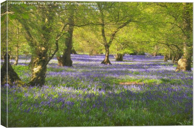  Waves of bluebells Canvas Print by James Tully