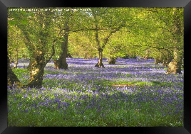  Waves of bluebells Framed Print by James Tully