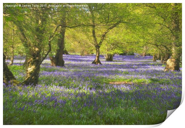  Waves of bluebells Print by James Tully