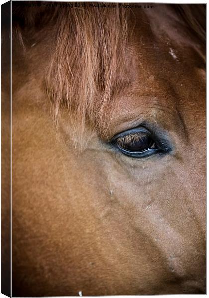 The Horse Canvas Print by Paul Tipping