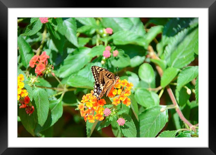  Yellow Swallowtail Butterfly Framed Mounted Print by Malcolm Snook