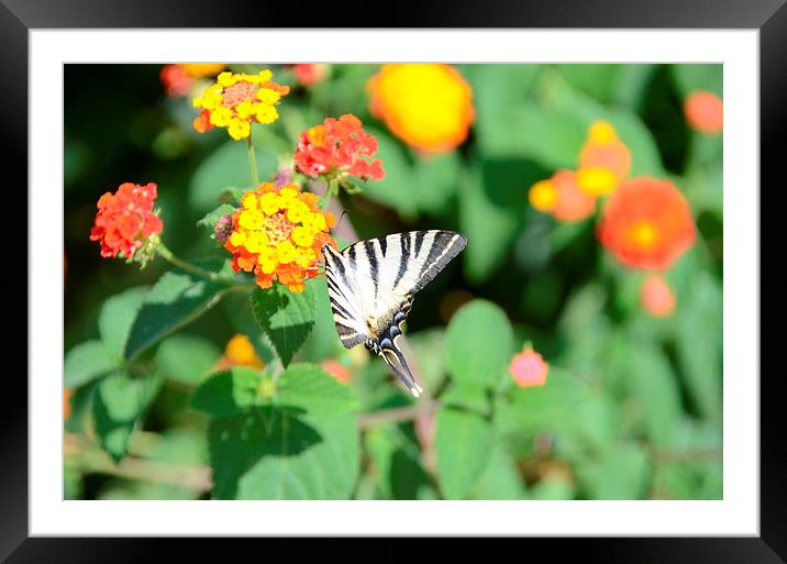 Zebra Swallowtail Butterfly Framed Mounted Print by Malcolm Snook