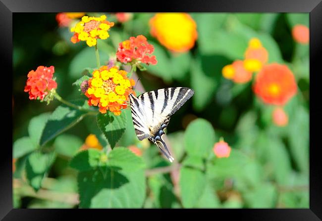 Zebra Swallowtail Butterfly Framed Print by Malcolm Snook