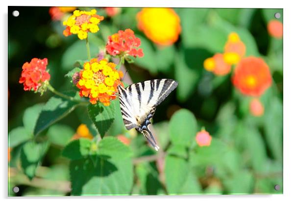 Zebra Swallowtail Butterfly Acrylic by Malcolm Snook