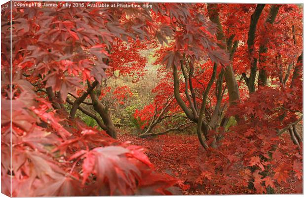  Amazing acers Canvas Print by James Tully