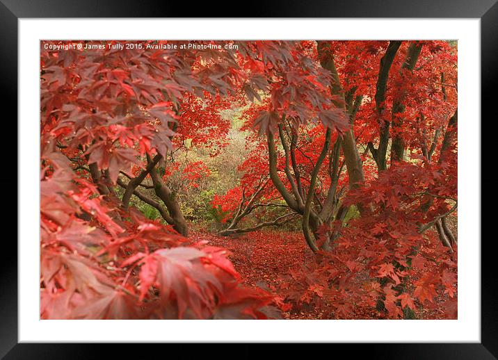  Amazing acers Framed Mounted Print by James Tully