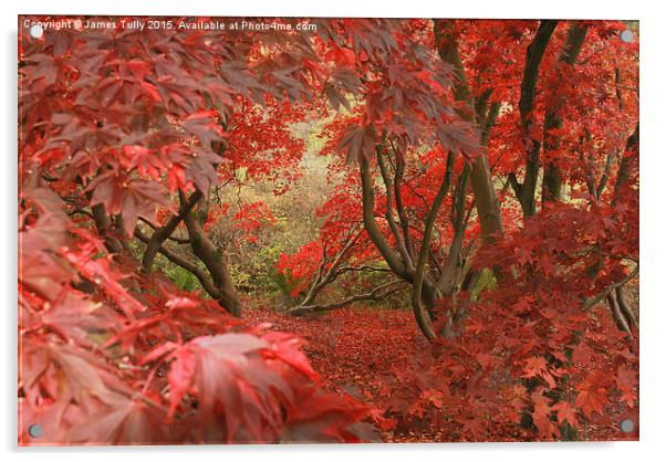  Amazing acers Acrylic by James Tully