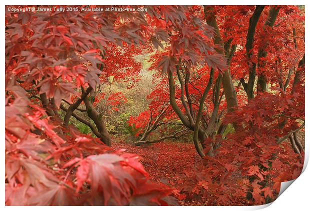  Amazing acers Print by James Tully