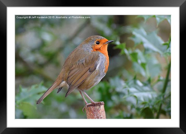 Yet another British Robin  Framed Mounted Print by Jeff Hardwick