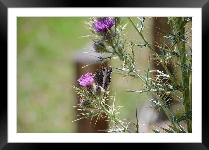Woodland Grayling Butterfly Framed Mounted Print by Malcolm Snook
