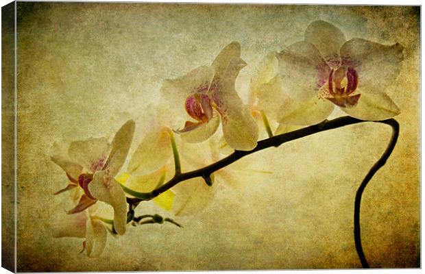 Orchid Textures Canvas Print by Ann Garrett