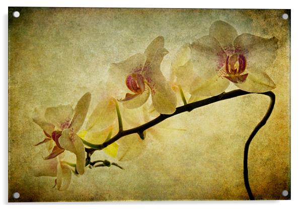 Orchid Textures Acrylic by Ann Garrett