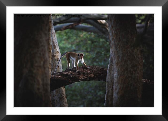 Toque Macaque  Framed Mounted Print by Lorna Faulkes