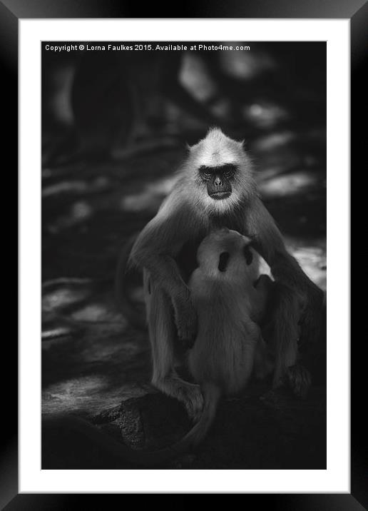 Grey Langur  Framed Mounted Print by Lorna Faulkes