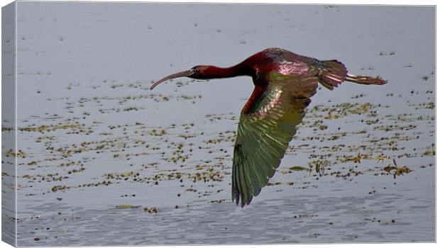 The Glossy Ibis (Plegadis falcinellus) Canvas Print by Christopher Grant