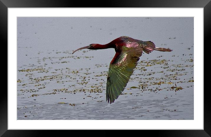 The Glossy Ibis (Plegadis falcinellus) Framed Mounted Print by Christopher Grant