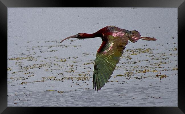 The Glossy Ibis (Plegadis falcinellus) Framed Print by Christopher Grant