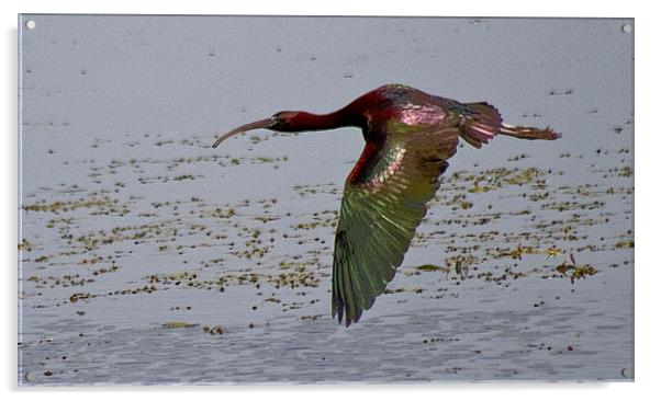 The Glossy Ibis (Plegadis falcinellus) Acrylic by Christopher Grant