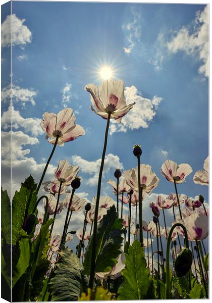 Tall poppies in the sun  Canvas Print by Shaun Jacobs