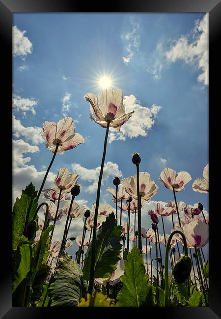  Tall poppies in the sun  Framed Print by Shaun Jacobs