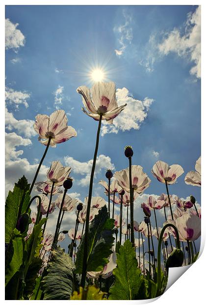  Tall poppies in the sun  Print by Shaun Jacobs