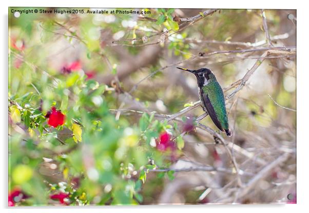  Tiny Hummingbird at rest Acrylic by Steve Hughes