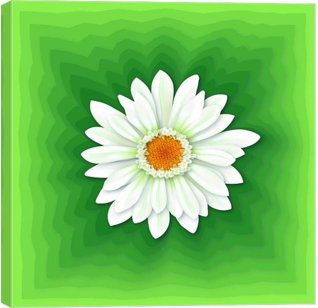 White Gerbera Flower Canvas Print by Lidiya Drabchuk