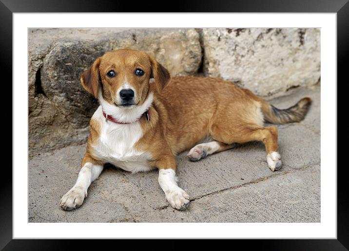 Worried Dog in Santorini Framed Mounted Print by Stephen Mole