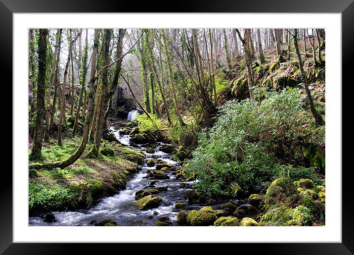 Downhill Forest Framed Mounted Print by Stephen Maxwell