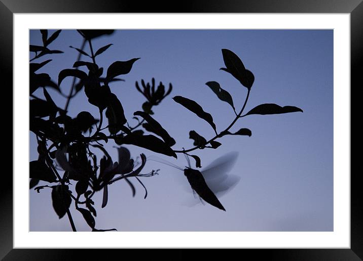 Moth sucking moisture from plant at dusk Framed Mounted Print by Ian Middleton