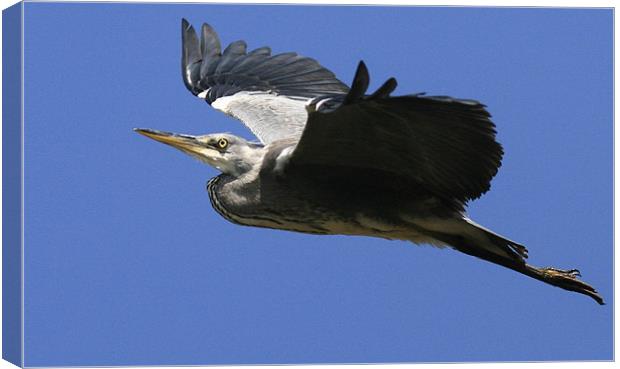 Flight Of The Heron Canvas Print by Trevor White