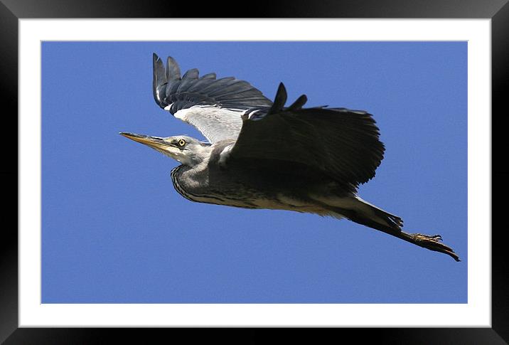 Flight Of The Heron Framed Mounted Print by Trevor White