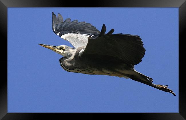 Flight Of The Heron Framed Print by Trevor White