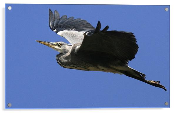 Flight Of The Heron Acrylic by Trevor White