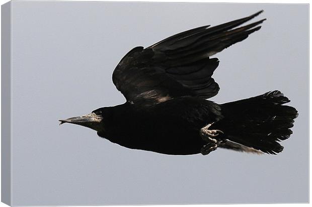 Flight Of The Rook Canvas Print by Trevor White