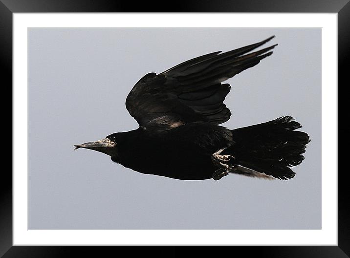Flight Of The Rook Framed Mounted Print by Trevor White