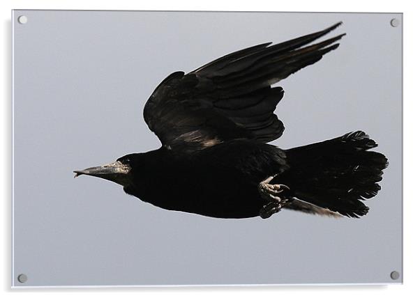 Flight Of The Rook Acrylic by Trevor White