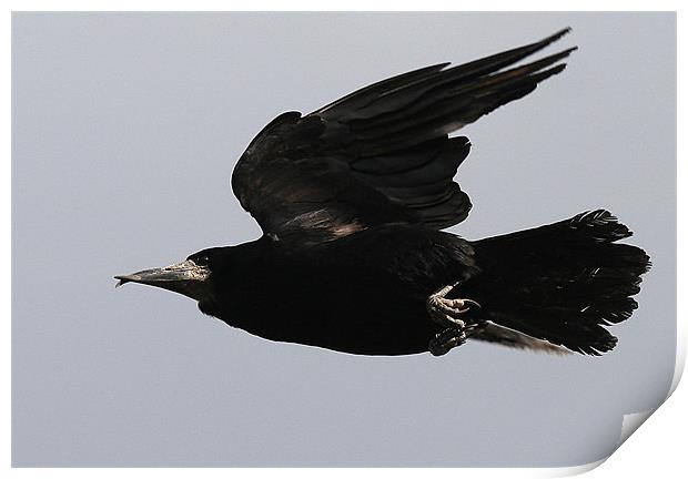 Flight Of The Rook Print by Trevor White