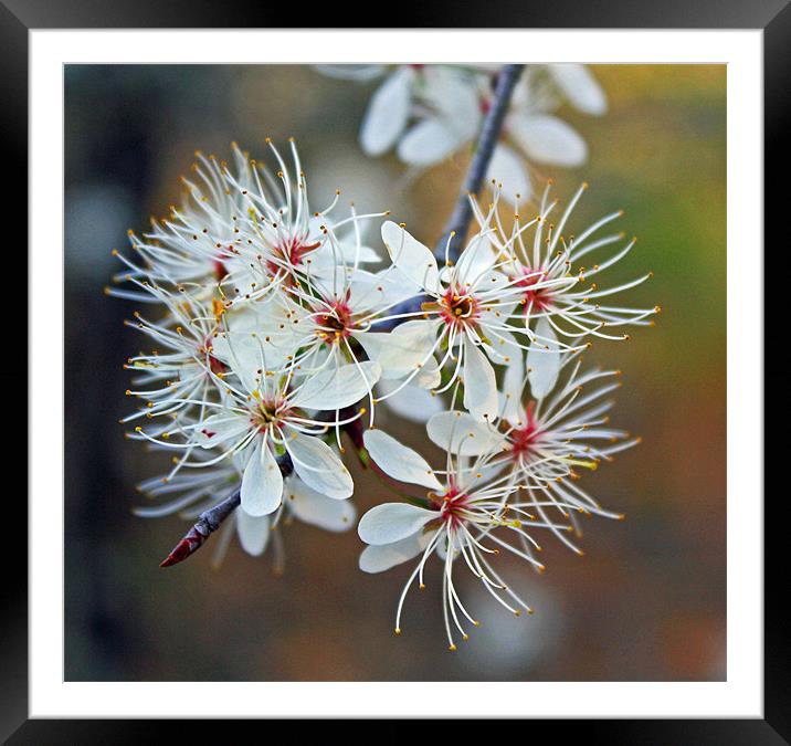 The Beauty of White Framed Mounted Print by Susan Blevins