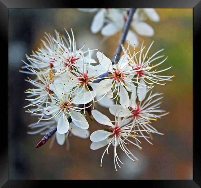 The Beauty of White Framed Print by Susan Blevins