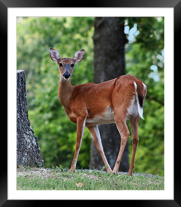 Deer in the Park Framed Mounted Print by Susan Blevins