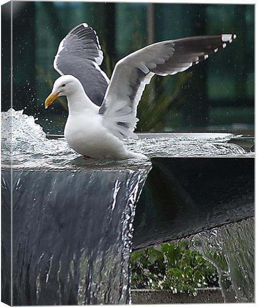 Seagull wings up! Canvas Print by Patti Barrett