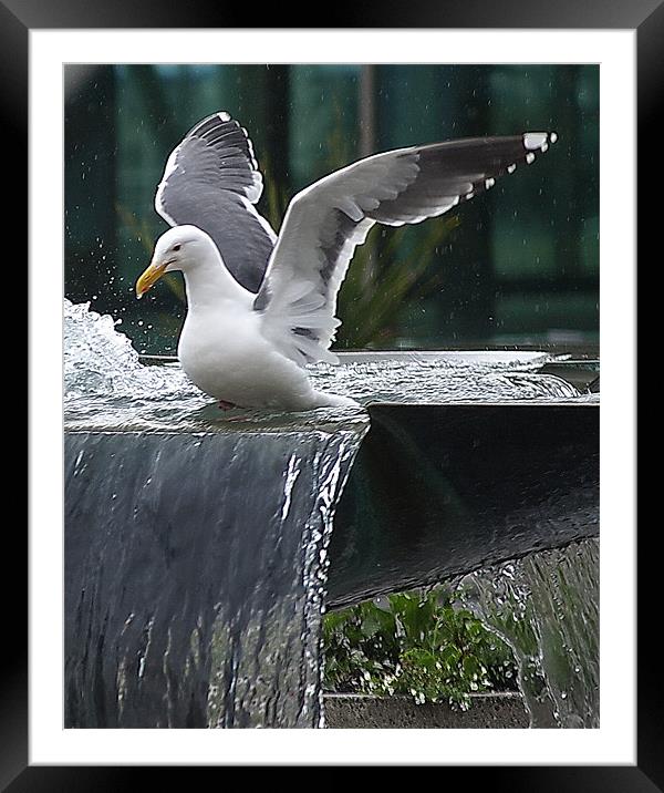 Seagull wings up! Framed Mounted Print by Patti Barrett