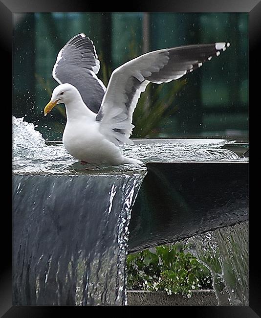 Seagull wings up! Framed Print by Patti Barrett