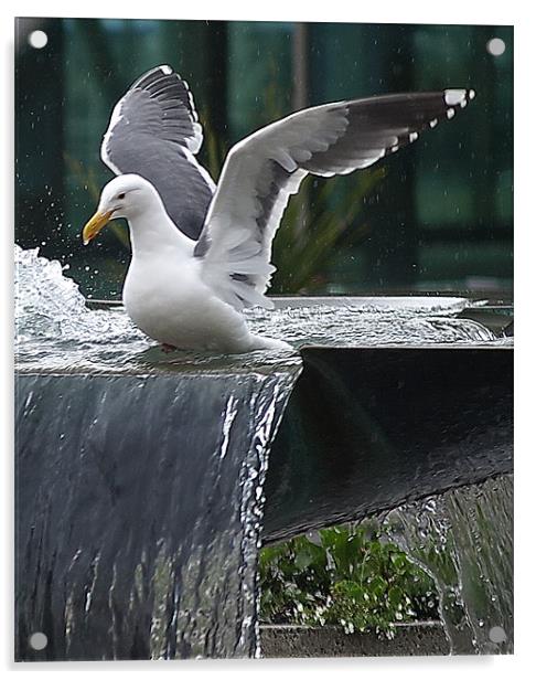 Seagull wings up! Acrylic by Patti Barrett