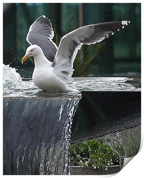 Seagull wings up! Print by Patti Barrett