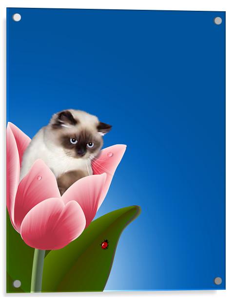 Cat In Tulip Acrylic by Lidiya Drabchuk
